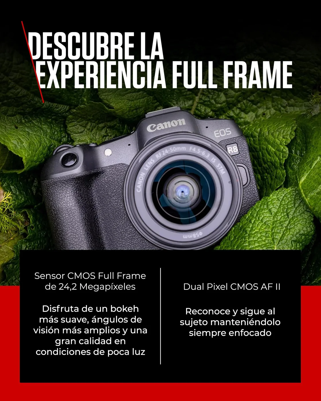 Canon EOS R8 + RF 24-50mm F4.5-6.3 IS STM — imagen 3