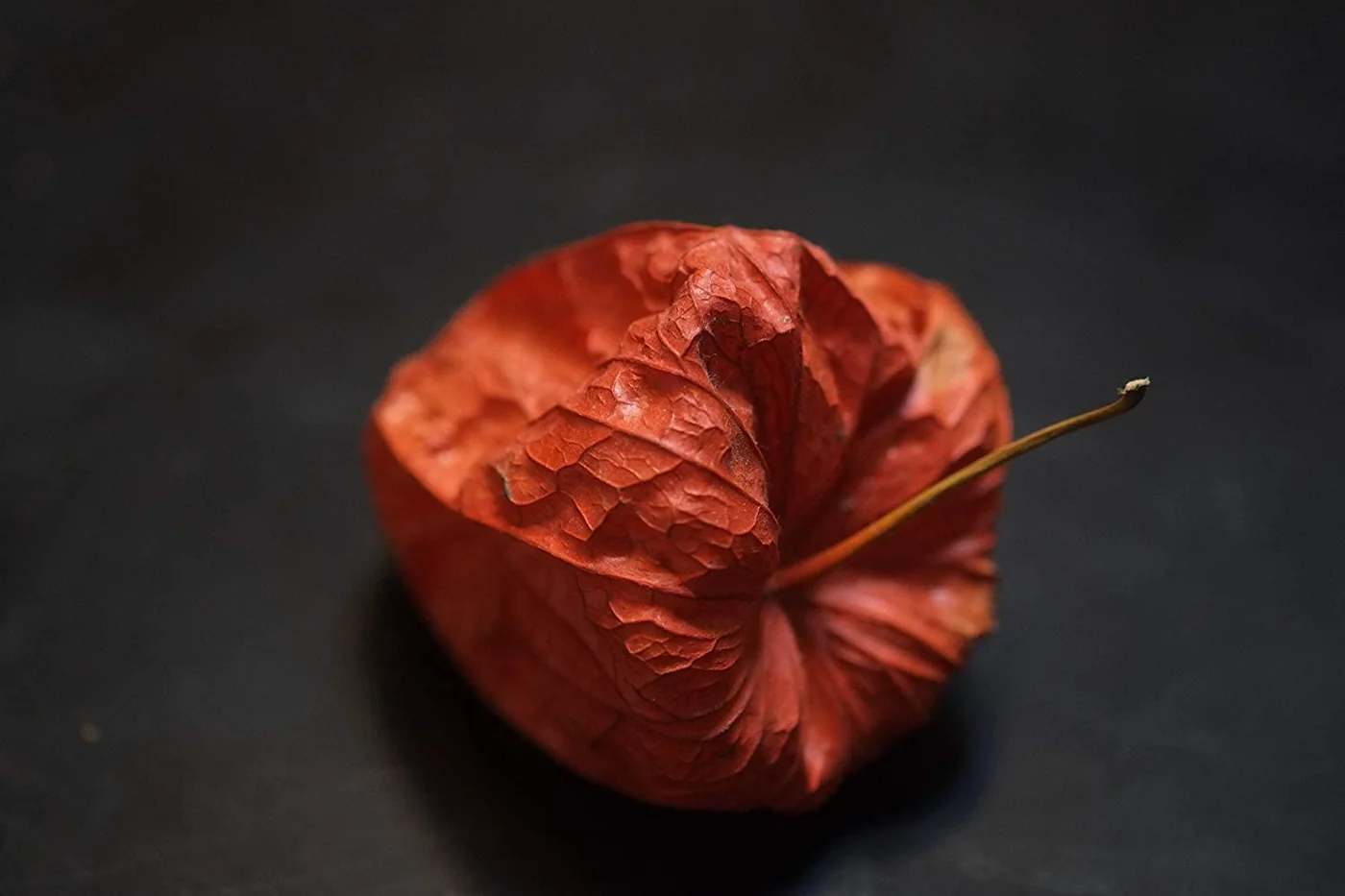 FUJINON XF60mm f/2.4 R Macro — imagen 3